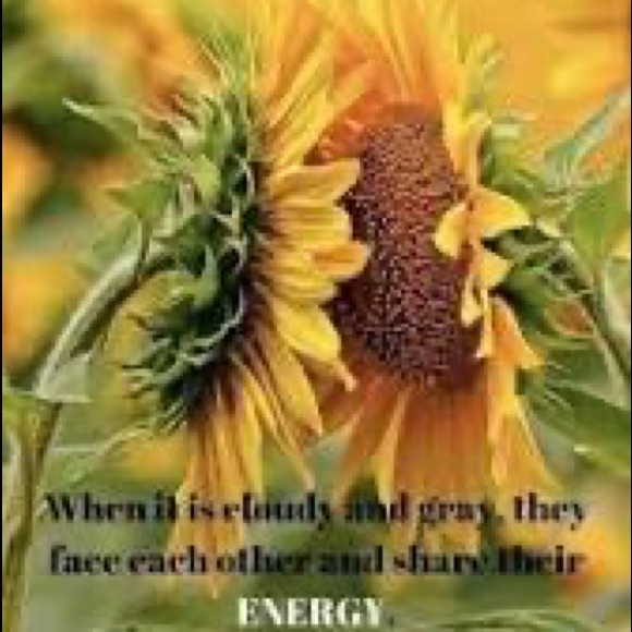 🌻🌼🌻🌼☀️grateful for you browsing my posh today - Picture 6 of 9